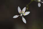 Michaux's saxifrage